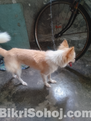 Spitz Dog sell  post (6-7 month Age)